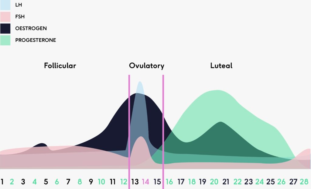 Menstrual cycle  You and Your Hormones from the Society for Endocrinology