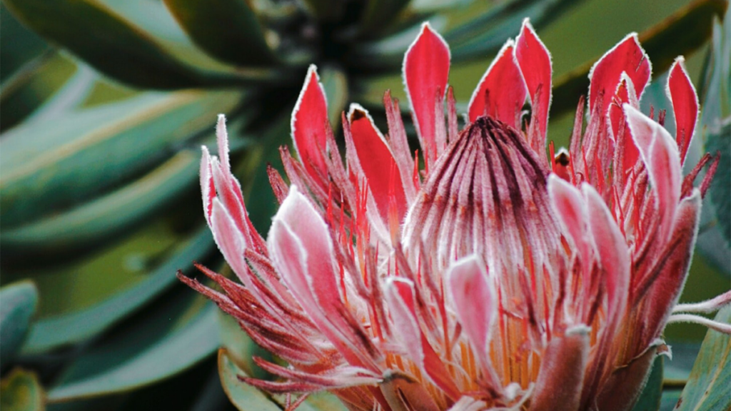 South African Barberton Daisy