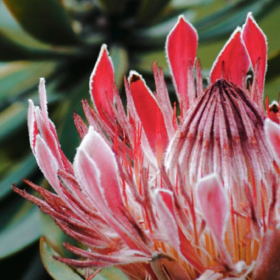 South African Barberton Daisy