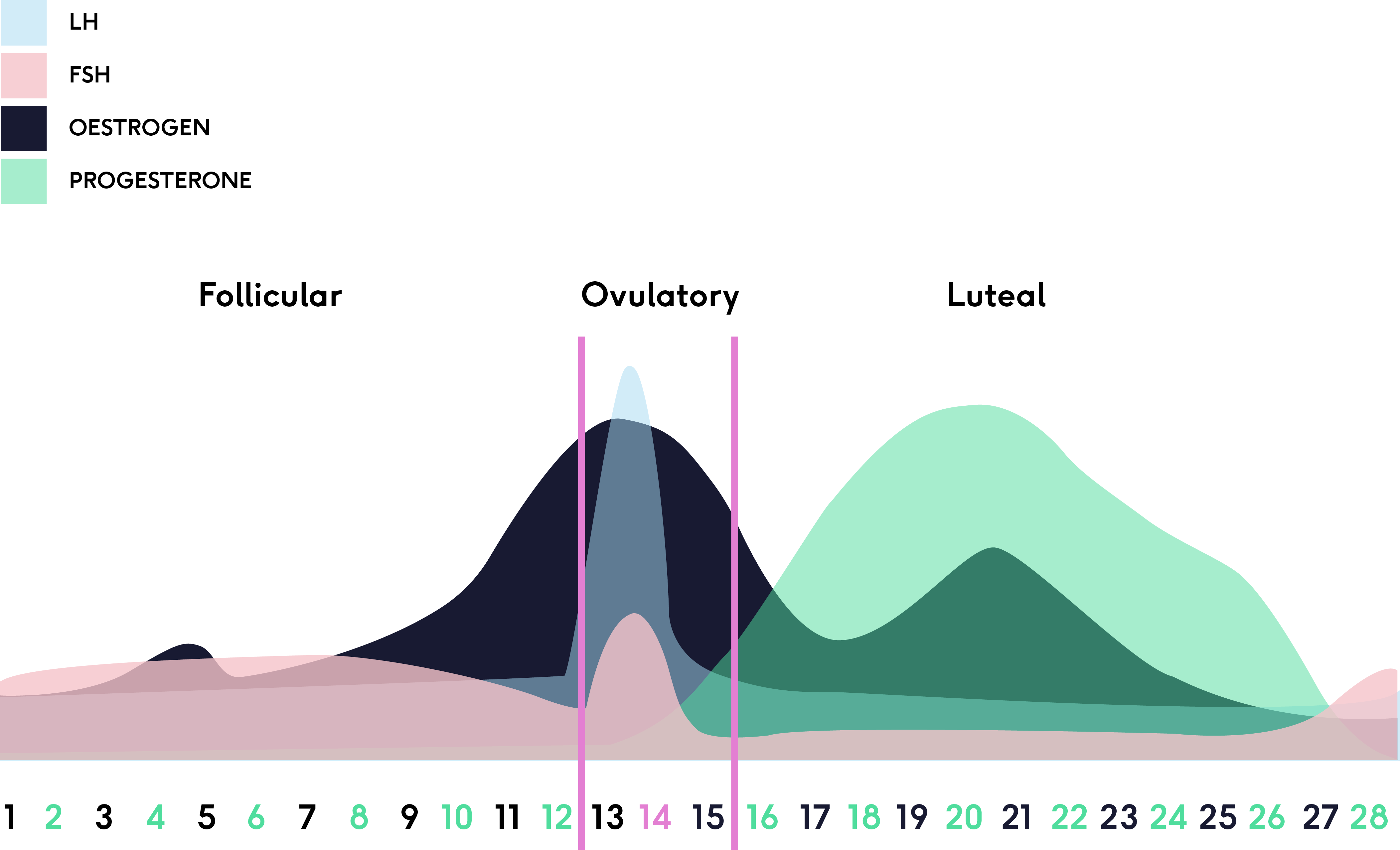 The phases of the menstrual cycle | The Lowdown