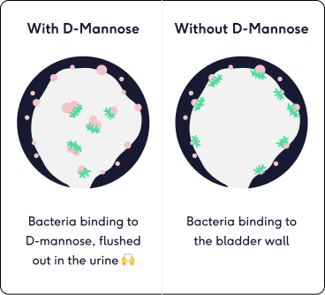 The difference in bacteria in the urinary tract with and without D-mannose