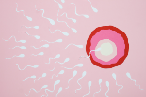 Sperm meets egg | The Lowdown