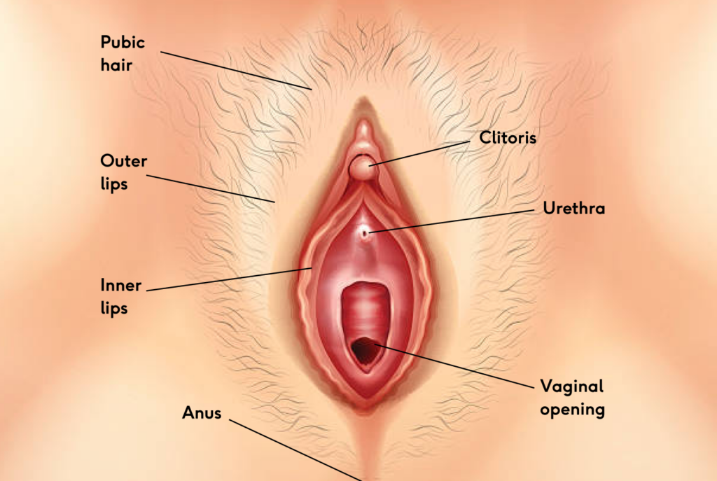 Vagina diagram