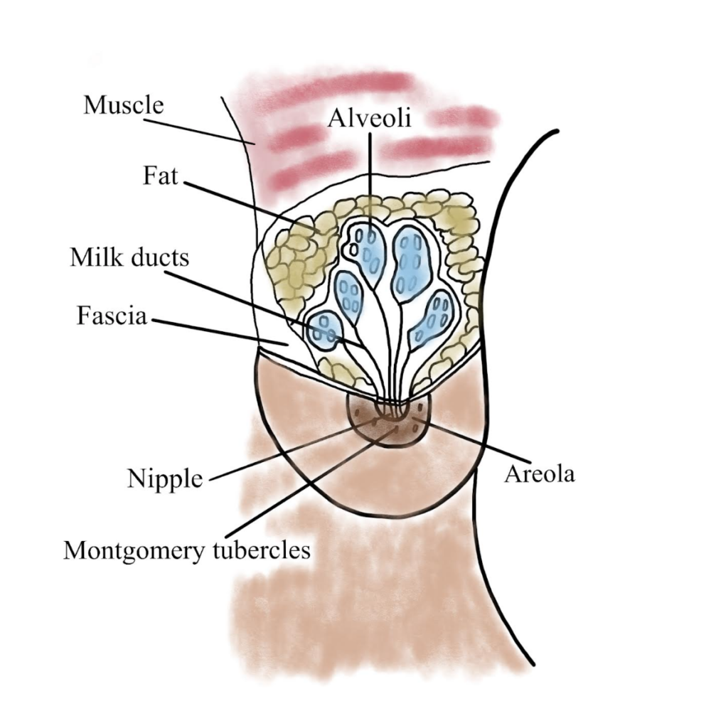 Breast anatomy