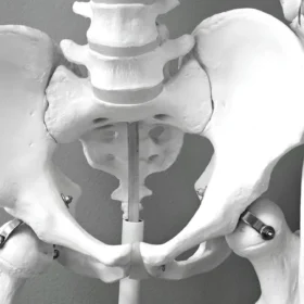 Model of pelvis bone