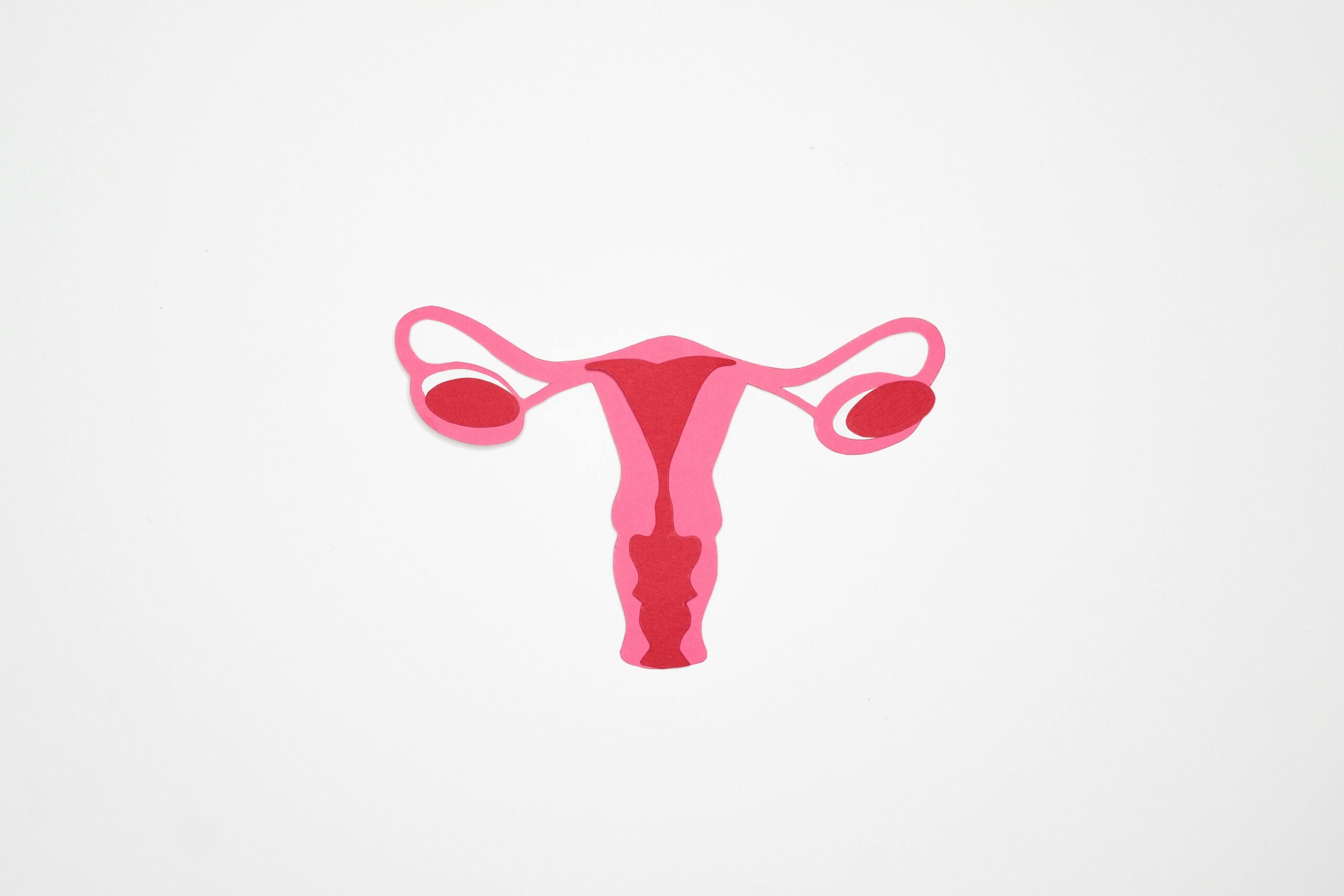 female reproductive system